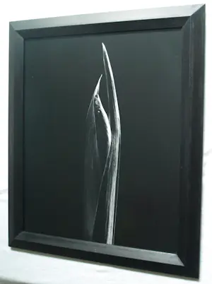 Jasper Wiedeman - Ingelijste foto , barietprint , Gladiool – 1993 - Lijst, 66 x 56 cm. kopen? Bied vanaf 125!