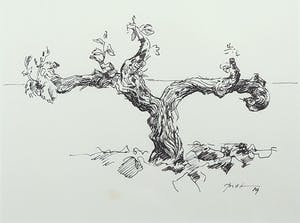 Piet Snoeren - Pentekening op papier, Boomstam - Ingelijst kopen? Bied vanaf 50!