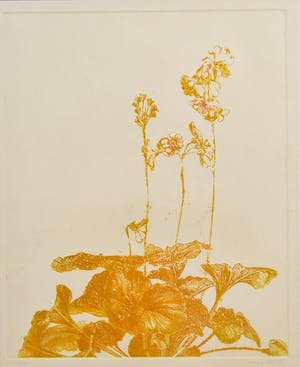 Marijke Fast - Plant V kopen? Bied vanaf 15!