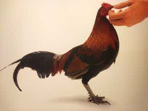 Koen Vanmechelen - Feeding Chicken verkocht voor € 400!