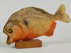 Curiosa - Piranha uit Venezuela kopen? Bied vanaf 1!