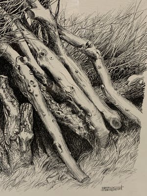 Patrick Creyghton - boomstronken kopen? Bied vanaf 49!