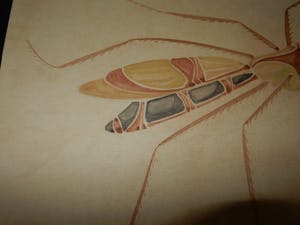 Walter Spies - insect kopen? Bied vanaf 170!