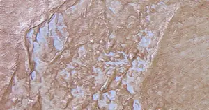 Carolina Paulussen - Acryl op doek, Zonder titel (Groot) kopen? Bied vanaf 1!