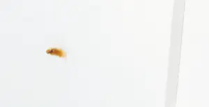 Peter Meijer - Zeefdruk, Aurora Borealis - Ingelijst (Groot) kopen? Bied vanaf 1!