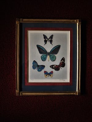 Hans Verhoef - Magnifiek realistisch Grafiek - Bep. Oplage Litho "diverse Vlinders" gesigneerd kopen? Bied vanaf 10!