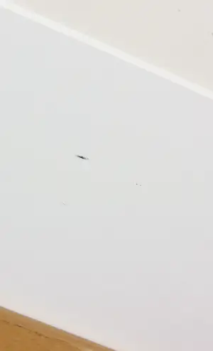 Gerti Bierenbroodspot - Zeefdruk, Zonder titel - Ingelijst kopen? Bied vanaf 50!