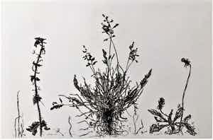 Simon Koene - Straatgras verkocht voor € 25!