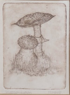 Niet of onleesbaar gesigneerd - Lot van vijf etsen, Dieren en planten - Ingelijst kopen? Bied vanaf 1!