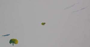 Hans Coumans - Litho - 1971 kopen? Bied vanaf 40!