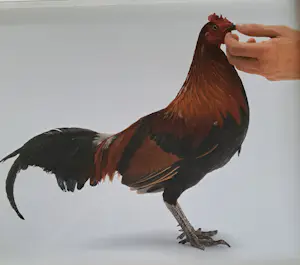 Koen Vanmechelen - Louisiana (Feeding chicken) kopen? Bied vanaf 495!