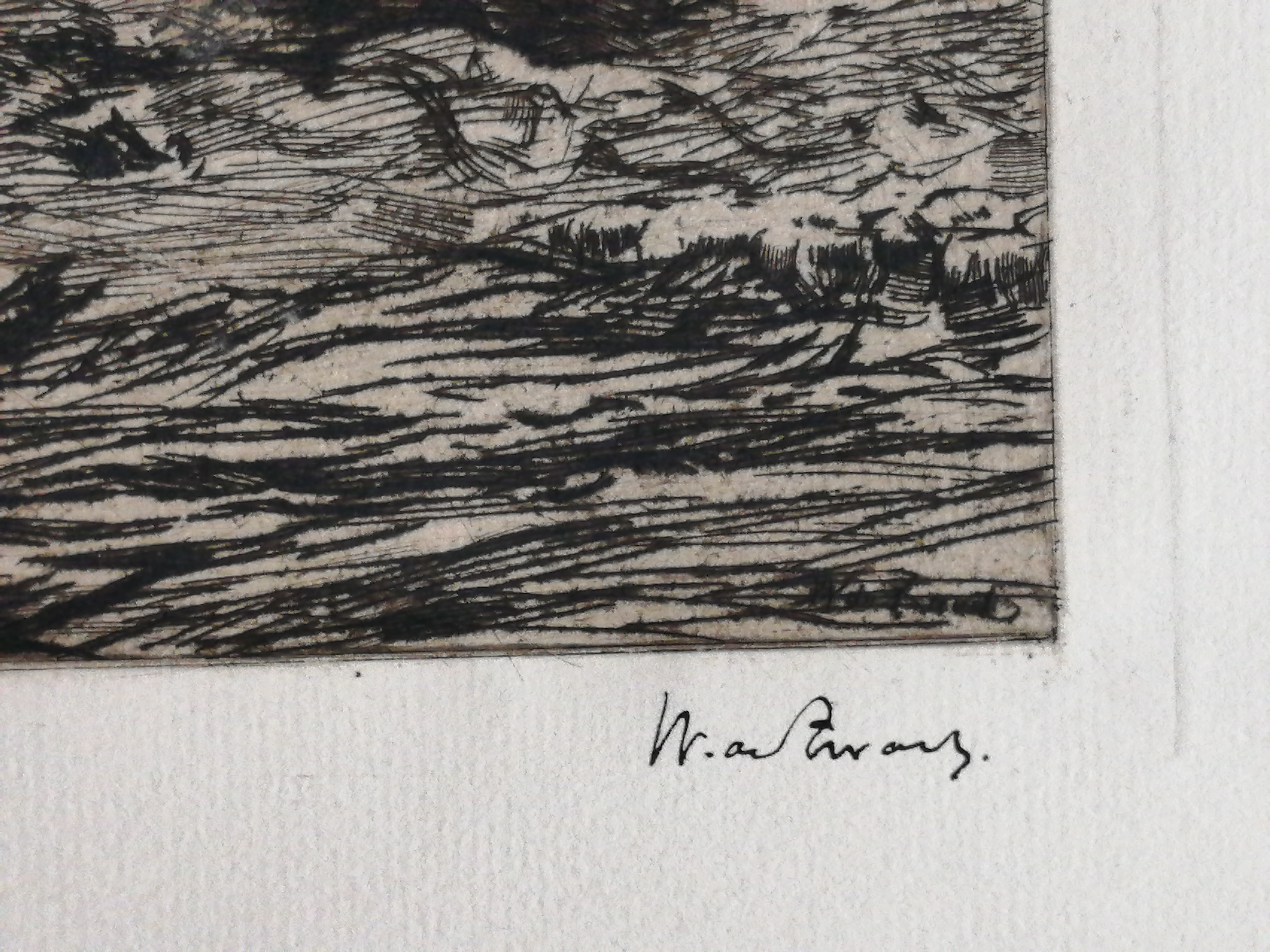 Willem de Zwart - In de stal kopen? Bied vanaf 40!