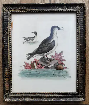 George Edwards - twee Gevogelte prenten kopen? Bied vanaf 19!