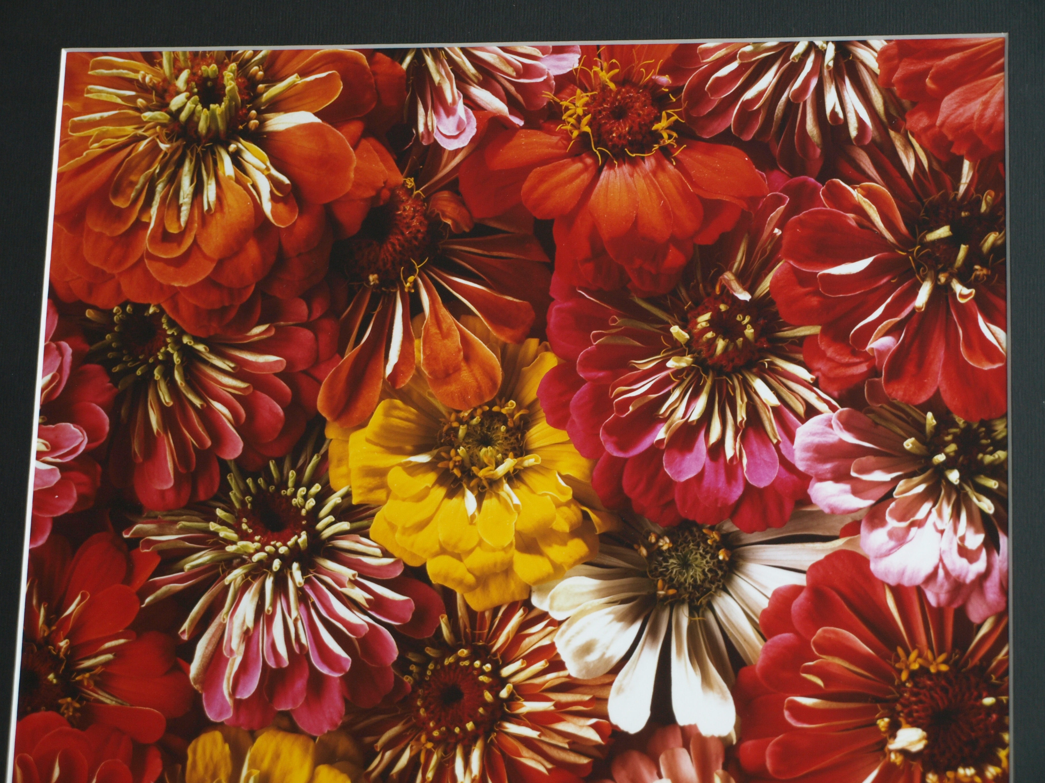 Paul Huf - Foto , Flowers , Bloemen – gesigneerd & ingelijst - 1984 - 60 x 50 cm kopen? Bied vanaf 75!
