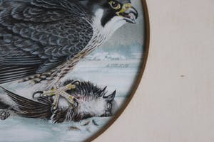 Ari Stolk - Slechtvalk kopen? Bied vanaf 25!