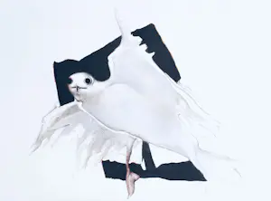 Octave Landuyt - Möwe – Seltener signierter und nummerierter Druck kopen? Bied vanaf 150!