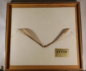 Claude Weisbuch - Steigerend paard kopen? Bied vanaf 75!