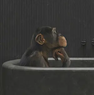 Mr Strange - Zijn of niet zijn (II) kopen? Bied vanaf 80!