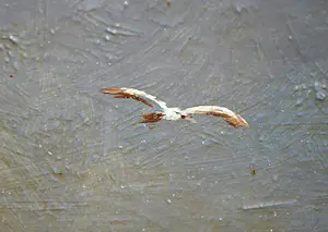 Willem ten Bosch - zeilboten voor de kust - ca. 1920 kopen? Bied vanaf 250!