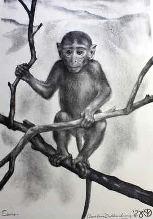 Aart van Dobbenburgh - Caro (aapje) verkocht voor € 30!