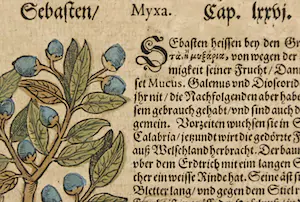 Adam Lonitzer - Handgekleurde houtsnede, Twee pagina's uit het Kräuterbuch kopen? Bied vanaf 1!