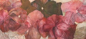 Marli Turion - Rode violen kopen? Bied vanaf 145!