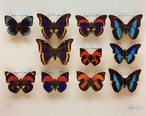Paul Huf - C-print - 'Butterflies' - 1988 (INGELIJST) kopen? Bied vanaf 150!