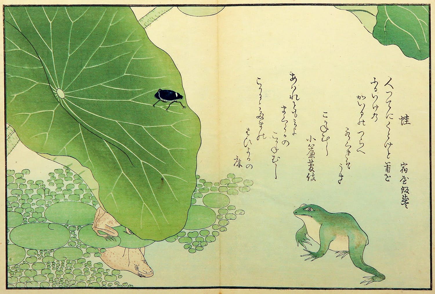 Kitagawa Utamaro - Houtdruk, Vors en meikever bij blad van waterlelie kopen? Bied vanaf 35!