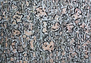 Jan Wolkers - zeefdruk: Winterbeelden V kopen? Bied vanaf 225!