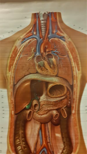 Curiosa - anatomische poster met menselijke interne organen kopen? Bied vanaf 50!