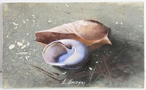 Agostino Cancogni - Conchiglie kopen? Bied vanaf 95!