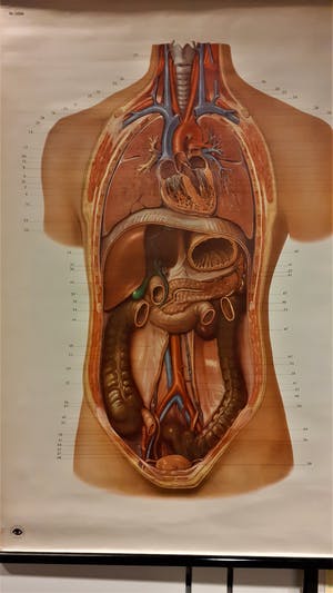 Curiosa - anatomische poster met menselijke interne organen kopen? Bied vanaf 50!