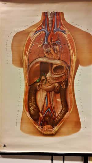 anatomische poster met menselijke interne organen verkocht voor € 50!