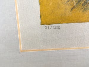 Corneille - Vogels kopen? Bied vanaf 125!