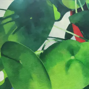 Willem Visser - Pannenkoekplanten kopen? Bied vanaf 190!