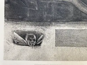 Felicien Rops - Detritus Humain (Human Garbage) kopen? Bied vanaf 49!