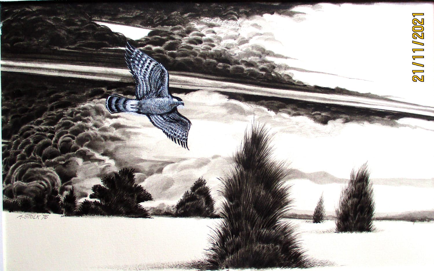 Ari Stolk - Vogel in vlucht (sperwer) verkocht voor € 45!