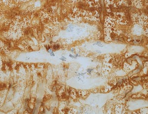 Theo Niermeijer - Unicum: Ferroprint kopen? Bied vanaf 75!