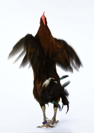 Koen Vanmechelen - Fighter - grote lambda print - handgesigneerd verkocht voor € 799!