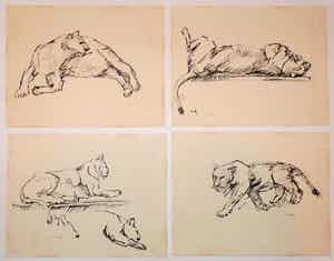 Wim Motz - 4 tekeningen van leeuwen/leeuwinnen verkocht voor € 50!
