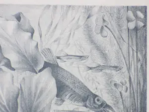 Harry van Kruiningen - Aquariumwereld - Litho kaufen? Bieten Sie von 150!