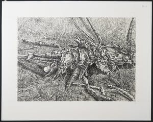 Ton Pape - Pentekening, Omgevallen boom in veld kopen? Bied vanaf 1!