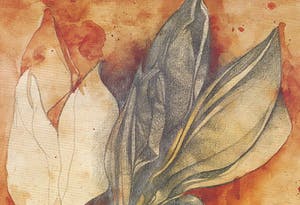 Bruno Bruni - AMARYLLIS Handgesigneerde kleurenlitho, vanaf € 1. kopen? Bied vanaf 1!