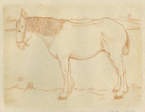 Jan Mankes - Paard kopen? Bied vanaf 1!