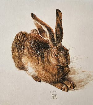 Albrecht Durer - Een jonge haas (op handgeschept papier) kopen? Bied vanaf 1!