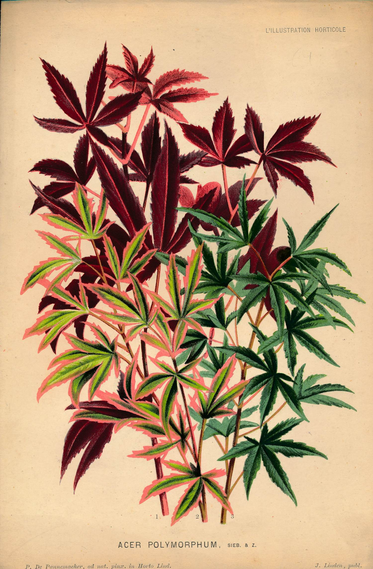 Pierre Joseph de Pannemaeker - Acer Polymorphum verkocht voor € 15!