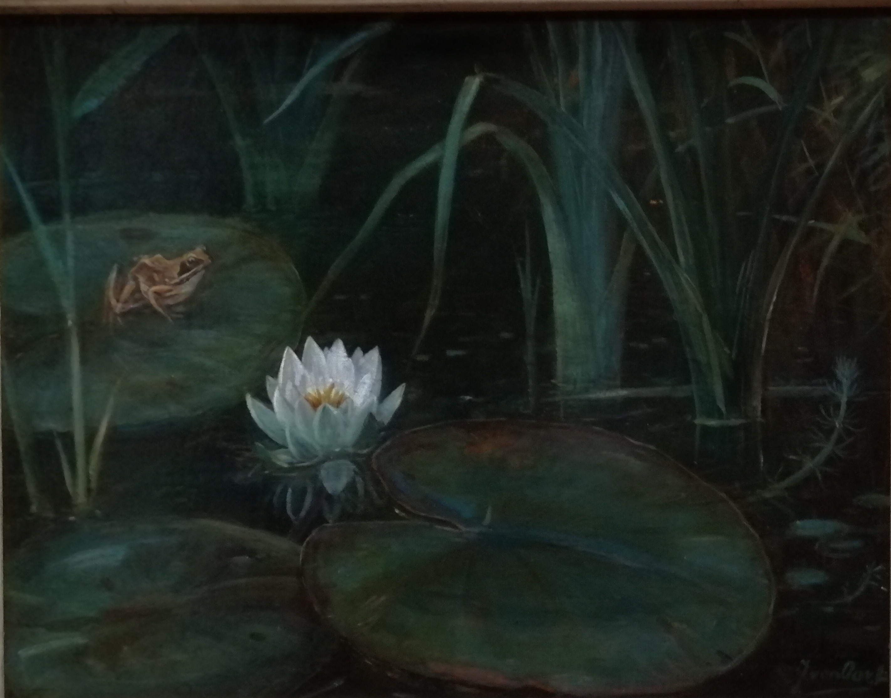 Jan van Oort - Kikker bij bloeiende waterlelie tussen het riet kopen? Bied vanaf 475!