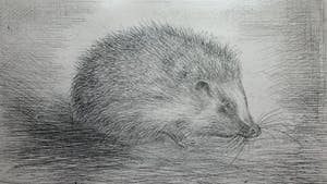 Jan Verhoeven - Volwassen egel - ets 1/15 kopen? Bied vanaf 20!