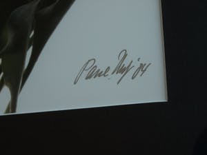 Paul Huf - Foto , Flowers : Gemengde Tulpen – gesigneerd & ingelijst - 1984 kopen? Bied vanaf 1!