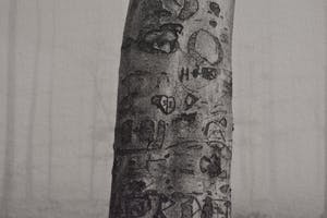 Ralph Janowski - Bomen kopen? Bied vanaf 1!